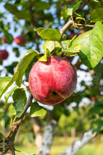 Close up view of an organically cultivated apple hanging on a tree branch in garden, in sunlight on a bright autumn day.