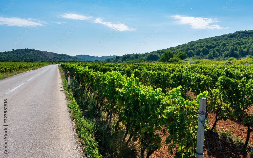 Landscape view of beautiful green vineyards in hilly landscape in summer. Island Vis in Croatia, Europe.