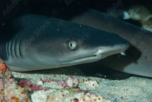 White tipped Reef shark photo