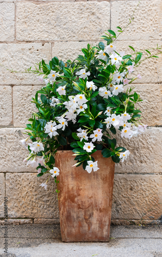 View of a blooming white oleander in an vintage pot against stone wall. A mediterranean summer scene from Vis island in Croatia, Europe. 