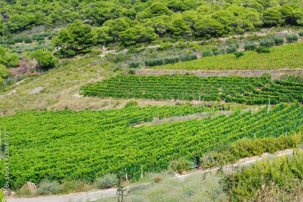 Landscape view of beautiful green vineyards in hilly landscape in summer. Island Vis in Croatia, Europe.