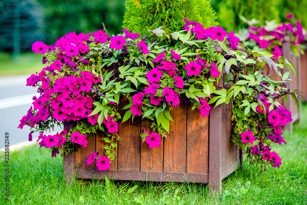 Fototapeta premium Purple petunias grow on flower beds in the city