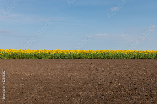Fototapeta Naklejka Na Ścianę i Meble -  Edge of Sunflowers Field