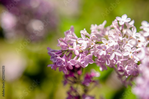  Pink lilac blooms in the Botanical garden 
