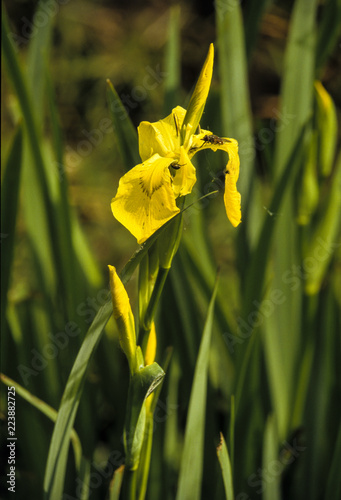 Fototapeta Naklejka Na Ścianę i Meble -  Iris des marais, Iris pseudacorus