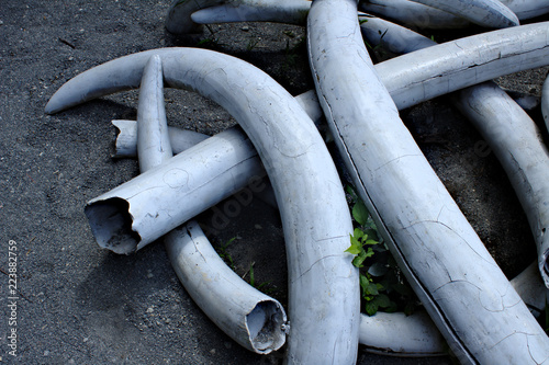 Replicated Artificial Ivory Elephant Tusk Pile on Grey Dusty Ground photo