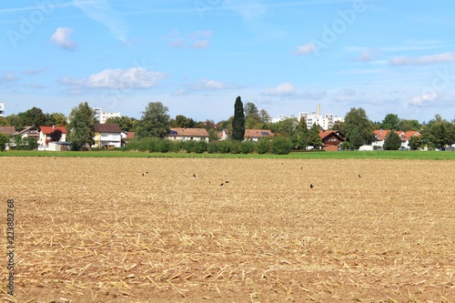 Abgemähtes Feld mit Krähen am Stadtrand, Wohnhäuser im Hintergrund photo