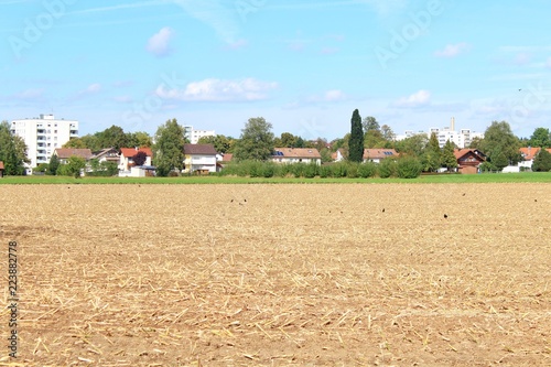 Abgemähtes Feld mit Krähen am Stadtrand, Wohnhäuser im Hintergrund photo