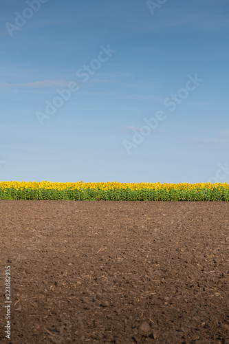 Fototapeta Naklejka Na Ścianę i Meble -  Edge of Sunflowers Field