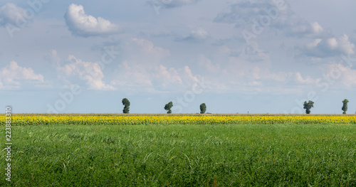 Fototapeta Naklejka Na Ścianę i Meble -  Edge of Sunflowers Field