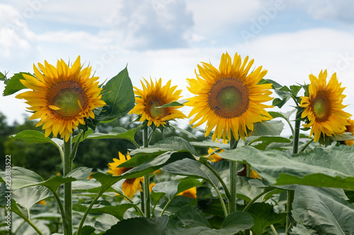 Closeup of Sunflowers Heads