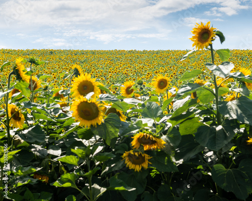 Fototapeta Naklejka Na Ścianę i Meble -  Sunflower Field