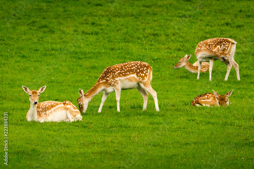 Εκτύπωση καμβά Young fallow deer calves (cervus dama / dama dama) in a green meadow in summer