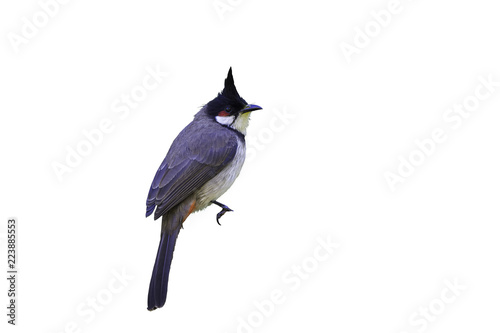 Red-whiskered bulbul or Pycnonotus jocosus, beautiful bird perching on white blackground in Northern Thailand and clipping path. photo
