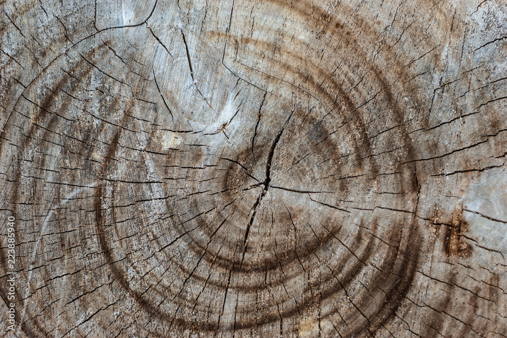 Naklejka premium Grunge old withered wooden texture