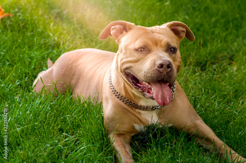 Dog