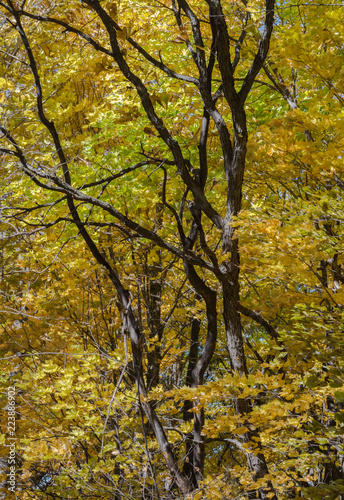 Golden yellow maple leaves contrast with dark barren tree trunks during fall in Frontenac State Park along the Mississippi River in Minnesota USA