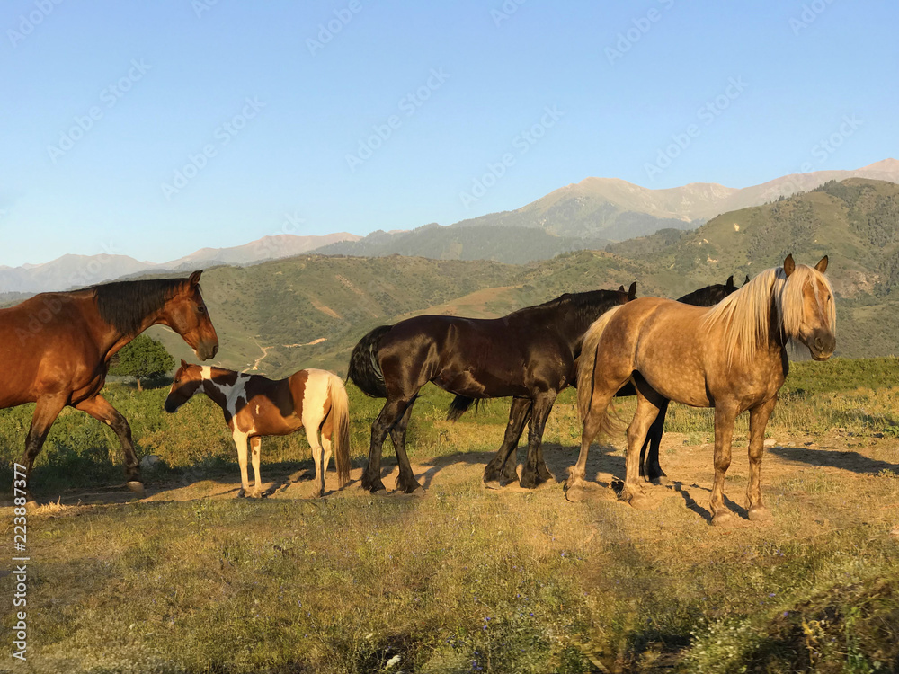 beautiful gaflinger walks in the mountains with other horses at sunset beautiful gaflinger walks in the mountains with other horses at sunset
