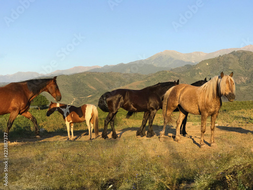 beautiful gaflinger walks in the mountains with other horses at sunset © Olena