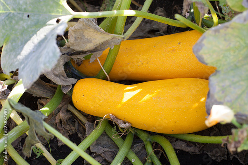  ripe fruits of zucchini in vegetable garden photo