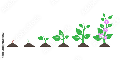 Planting tree. Seedling gardening plant. Seeds sprout in ground isolated on white background. Vector illustration.