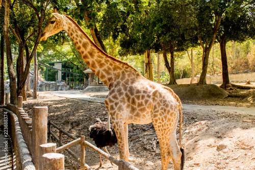 Giraffe in the zoo waiting for animal feed.