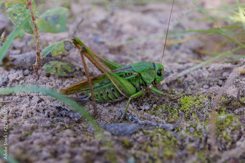 green grasshopper close up