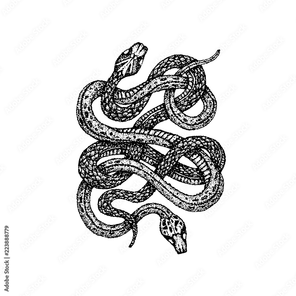 Naklejka premium Dotwork Two Snakes