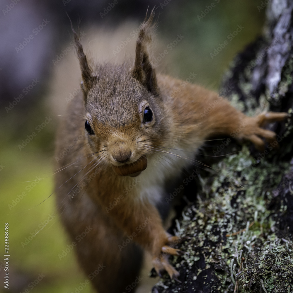 The Iconic Scottish Red Squirrel captured in Wester Ross The Iconic Scottish Red Squirrel captured in Wester Ross