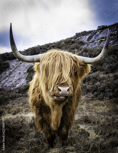 The Scottish Highland Bull close up and personal