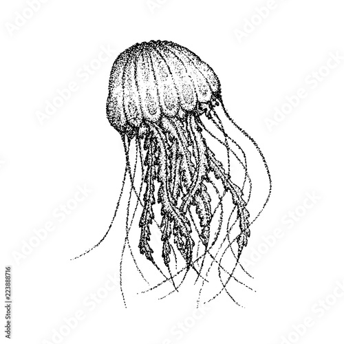 Dotwork Sea Jellyfish