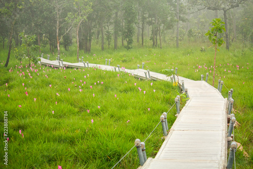 Pink Flower Field, siam tulip at Chaiyaphum, Thailand.