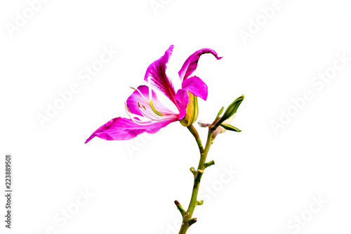Chongkho pink flower blooming on white isolate.