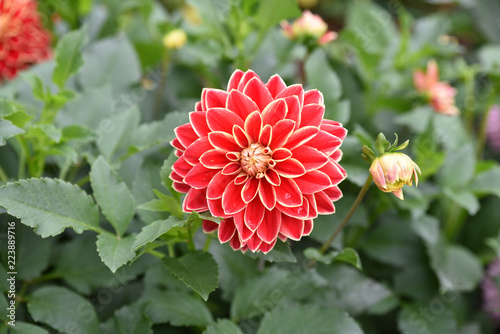 Fototapeta Naklejka Na Ścianę i Meble -  Dahlia rouge