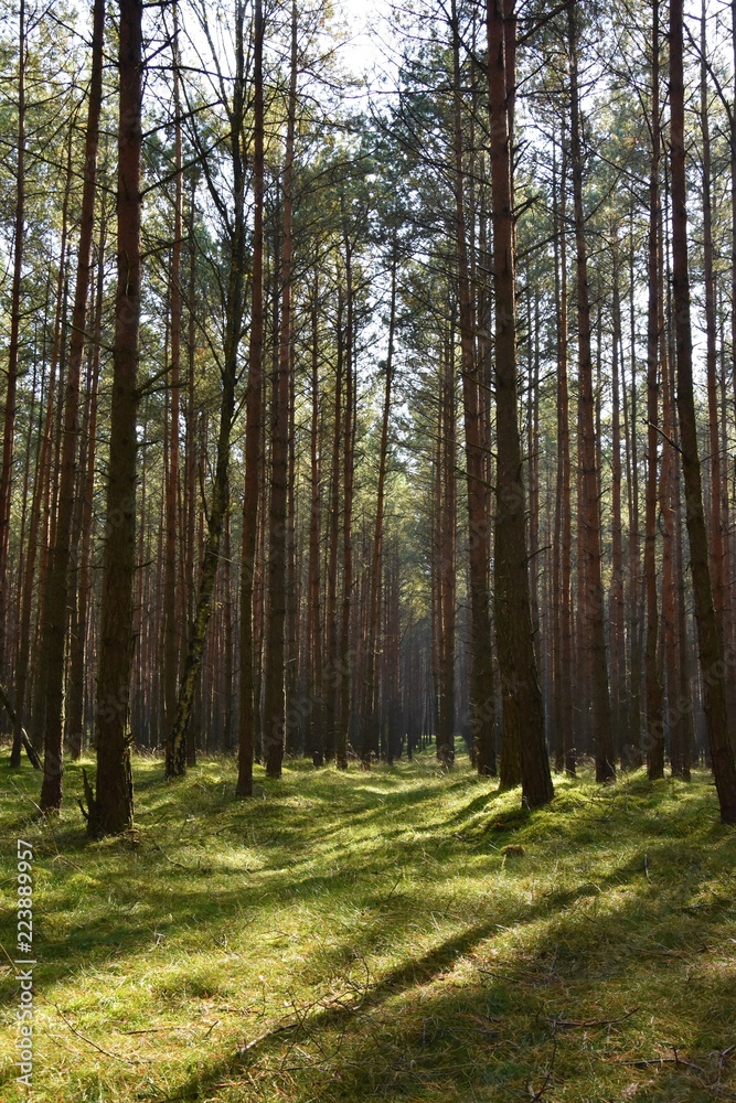 Fototapeta premium Las