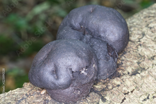 King Alfred’s Cakes, fungus Daldinia concentrica, living on dead and decaying wood especially felled ash trees. Also known as Crampballs and coal fungus.