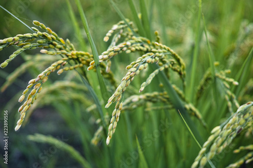 Fotografie Raw rice close-up