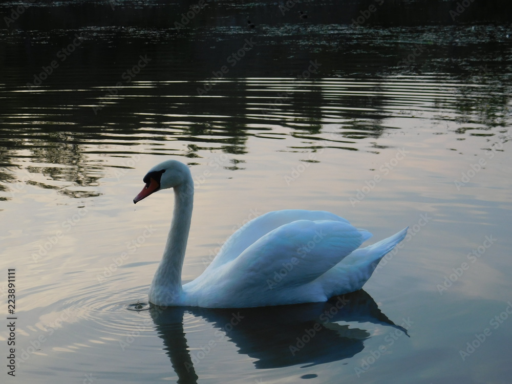 łabędź łabędź