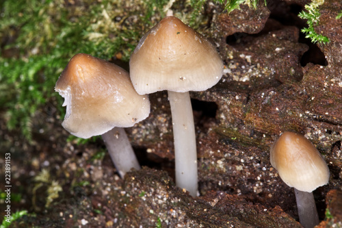 Common Ink Cap Coprinopsis atramentaria, woodland fungi grows in tufts from buried decaying wood