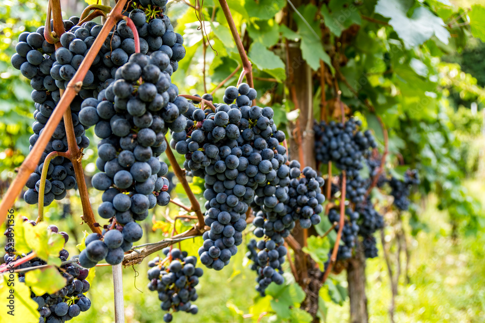 Naklejka premium blaue Trauben am Rebstock