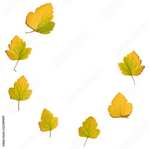 yellow green autumn leaves isolated on white background