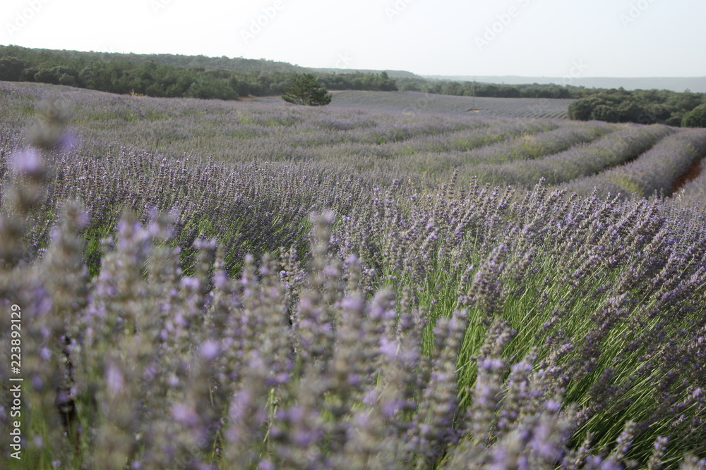 Obraz premium lavanda