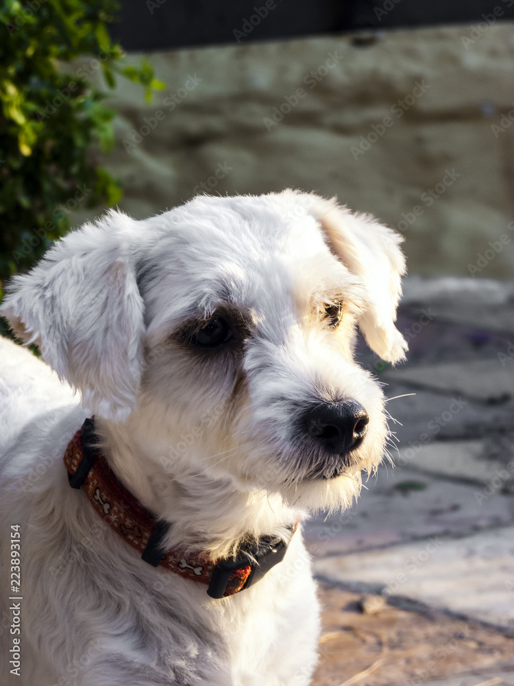 Cute small white dog