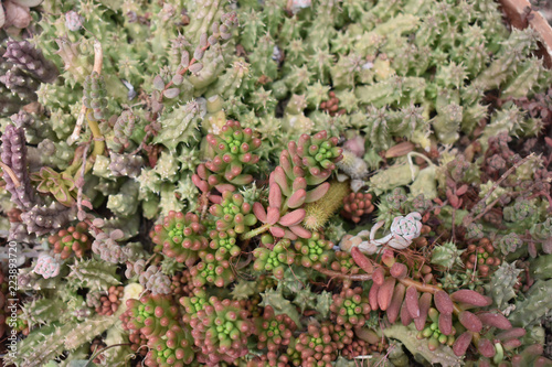 BACKGROUND OF SUCCULENT CACTUS PLANTS. HIGH ANGLE VIEW.