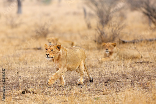 The Southern lion  Panthera leo melanochaita  or Eastern-Southern African lion or Panthera leo kruegeri. The adult lioness is creeping to the prey  with other lions from the pack in the back.