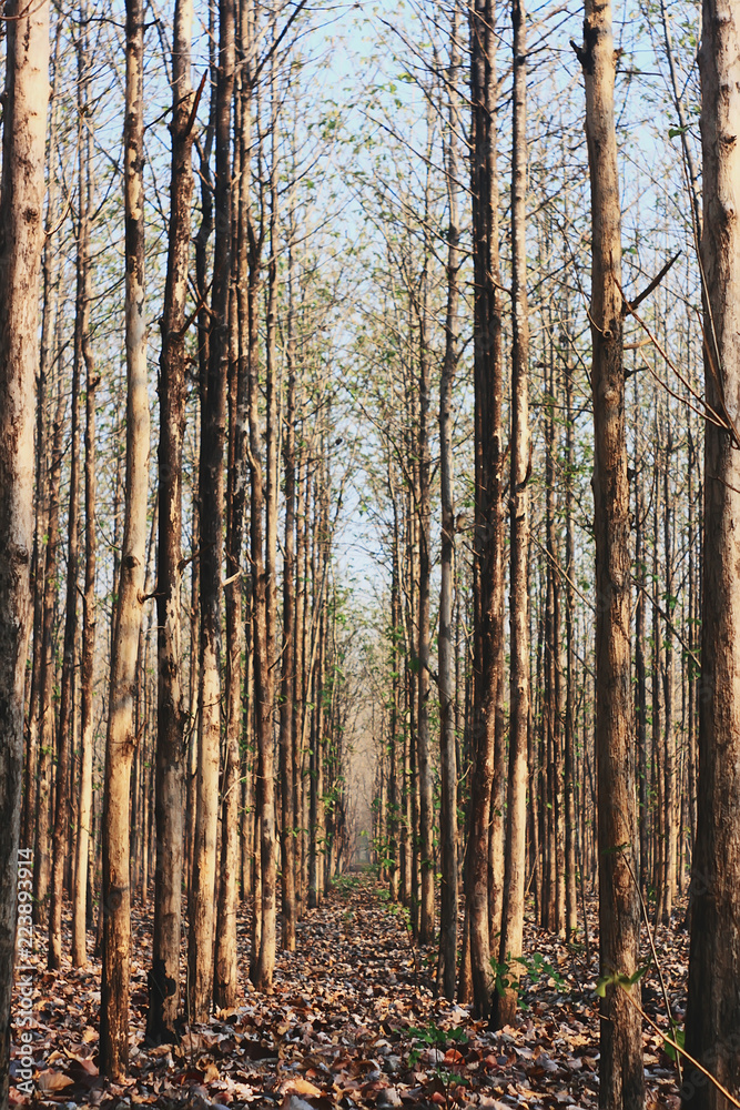 Fototapeta premium forest in autumn