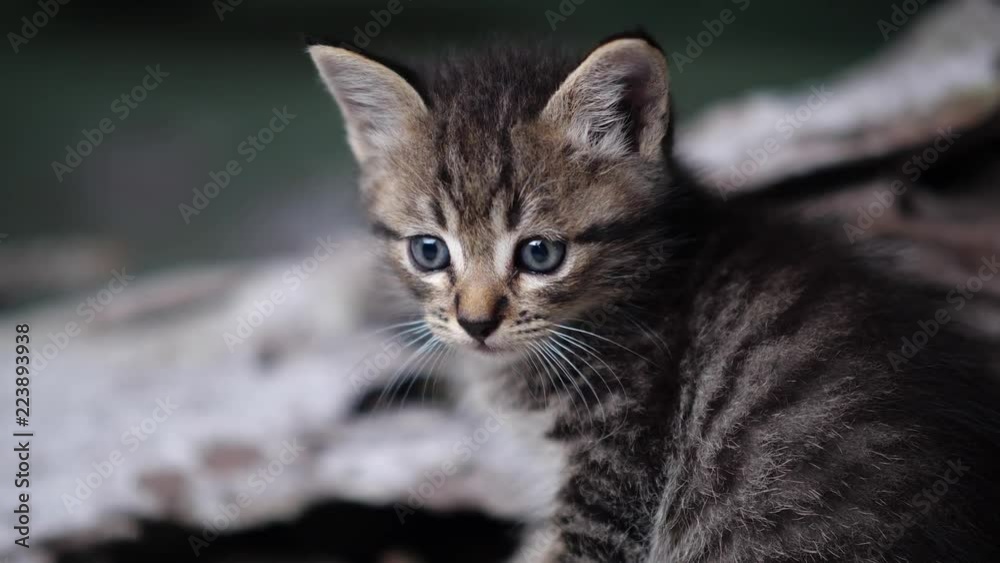 Small adorable kitten with blue eyes sitting on the wood Small adorable kitten with blue eyes sitting on the wood