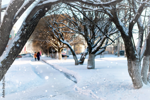 Photography street tree wood pedestrian winter