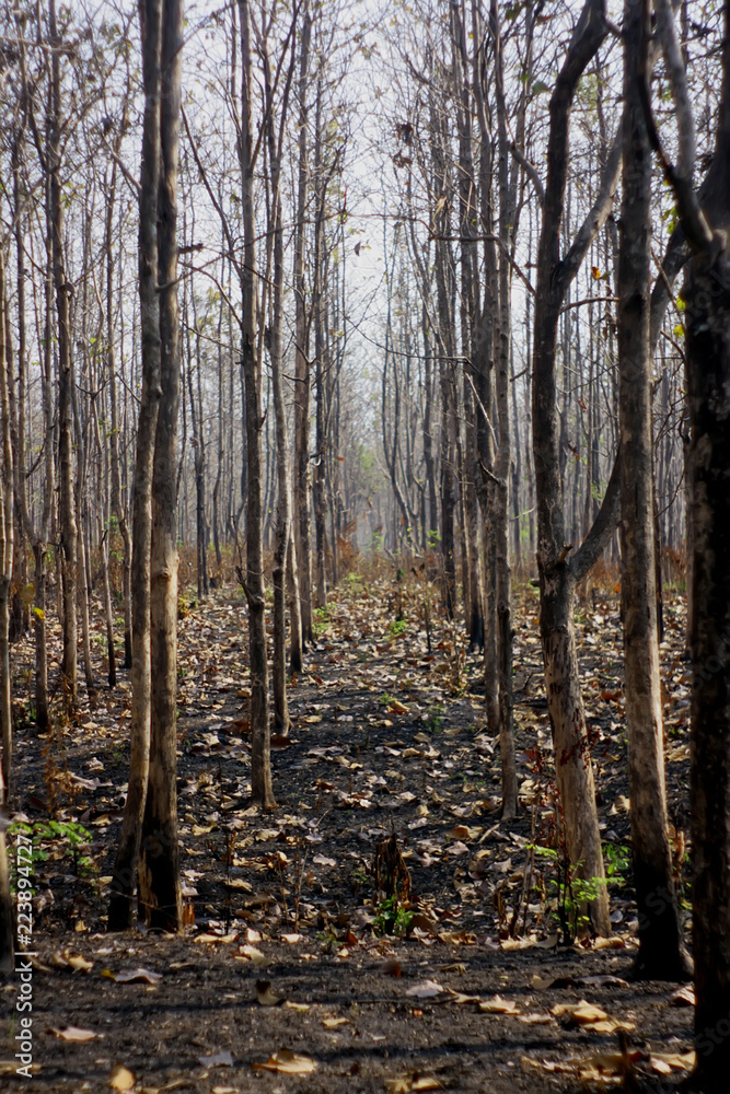 forest in autumn