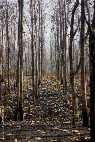 forest in autumn